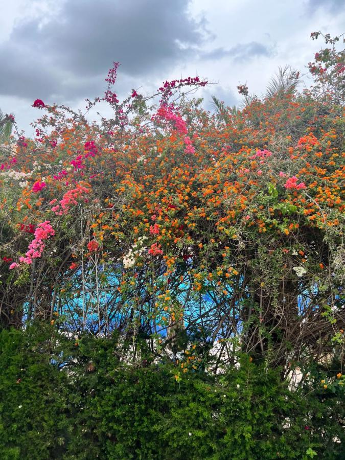 Appartement Rayhan Yasmine Hammamet Eksteriør bilde